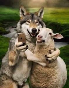 two sheep are hugging each other while one is holding a cell phone in its mouth