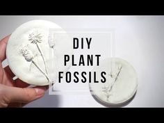 a hand holding a white object with the words diy plant fossils on it