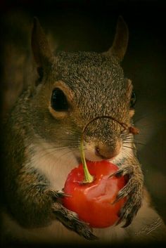 a squirrel is eating an apple with its paw on it's chin and holding the fruit in front of his face