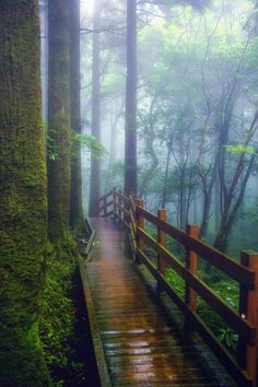 a wooden bridge in the middle of a forest with trees on both sides and foggy skies above