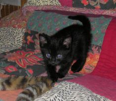 two black kittens are sitting on a bed next to each other and one is looking at the camera