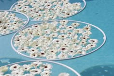 four plates with white flowers in them sitting on a blue tablecloth covered table top