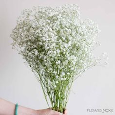 Bunch of Baby's Breath Bulk Flowers Online, Flower Moxie, Fresh Wedding Flowers, Breath Flowers, Baby Breath, Diy Wedding Bouquet, Diy Wedding Flowers, Flower Care, Diy Brides