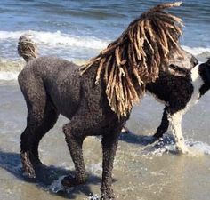 two dogs are playing in the water at the beach, one with dreadlocks on it's head