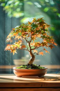 a bonsai tree in a pot on a wooden table with sunlight coming through the window