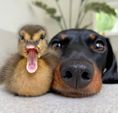 a dog with its mouth open next to a duckling