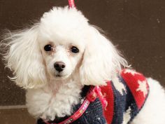 a small white dog wearing a red, white and blue sweater