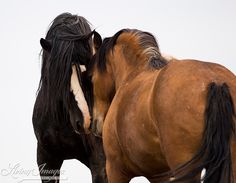 two brown horses standing next to each other with their heads touching one another's forehead