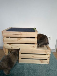 two cats sitting on top of wooden crates with one cat looking at the ground below