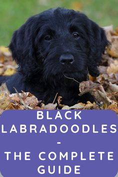 a black labradodle laying on top of leaves with the title, black labradoodles the complete guide