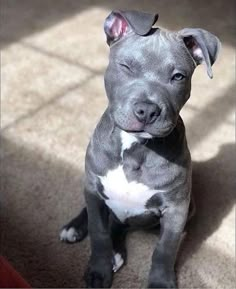 a gray and white dog sitting on top of a carpet