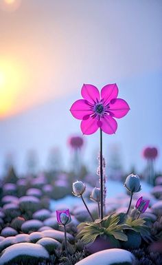 a pink flower sitting in the middle of a field filled with snow covered rocks and grass