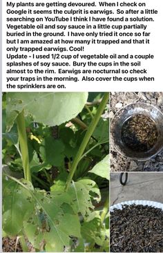 an article about how to use tea in the garden