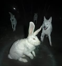 two white dogs chasing a white rabbit in the dark