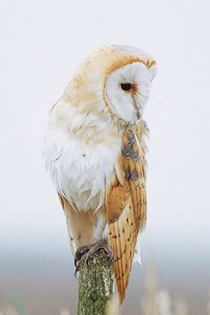 an owl sitting on top of a tree branch