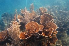 some very pretty looking corals on the ocean floor with blue water in the background