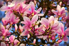 the pink flowers are blooming on the tree