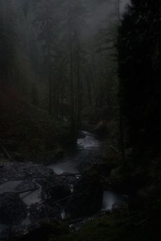 a stream running through a forest filled with lots of tall pine trees on a foggy day