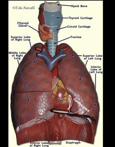 the anatomy of the human body including the heart, lungs and thorsall vessels