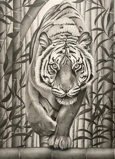 a pencil drawing of a tiger in front of bamboo trees