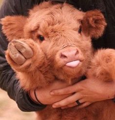 a person holding a baby cow with its tongue out and it's nose sticking out