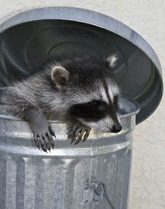 a raccoon in a trash can with it's paws on the side