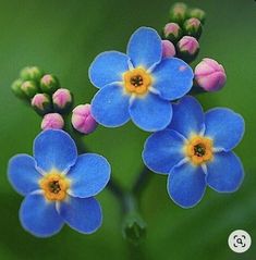 three blue flowers with yellow centers and green leaves