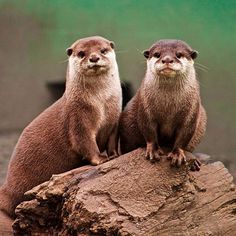 two otters sitting on top of a log