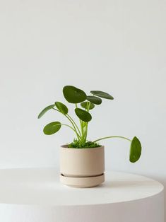 a potted plant sitting on top of a white table