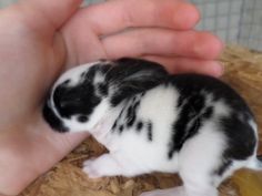 a small black and white kitten being held by someone's hand