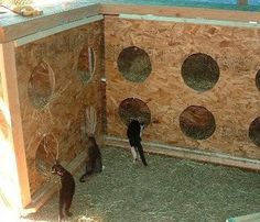 three cats are standing in the corner of a building