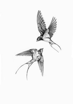 two birds are flying side by side in the air