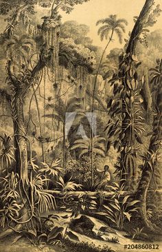 an image of a jungle scene with trees and plants