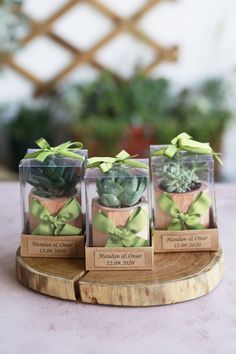 three small succulents in glass vases on a wooden stand with labels