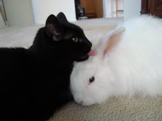 a black cat and white rabbit are laying on the carpet in front of each other