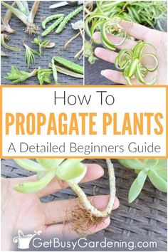 how to propagate plants in the garden with text overlay that reads, how to propagate plants a detailed beginner's guide