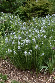 some blue flowers are growing in the grass