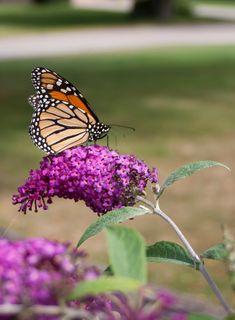 A monarch butterfly is perched atop a 'Miss Ruby' butterfly bush flower. Colorful Shrubs, Powdery Mildew, Clay Soil, Attract Butterflies