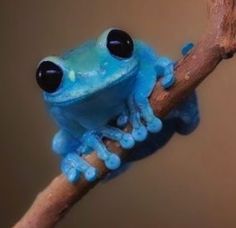 a blue frog sitting on top of a tree branch