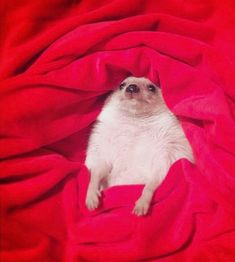 a small white dog laying on top of a red blanket