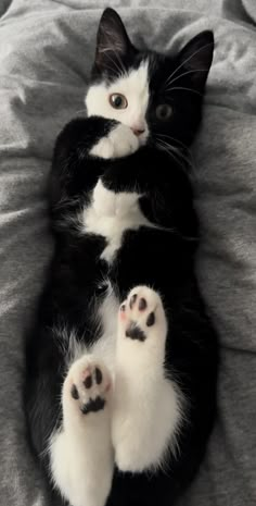 a black and white cat laying on top of a bed with its paws stretched out