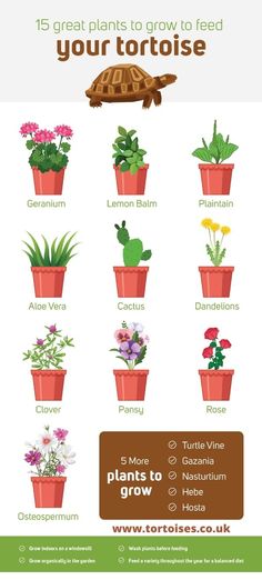 a poster showing different types of plants in pots with the words, 15 great plants to grow to feed your tortoise