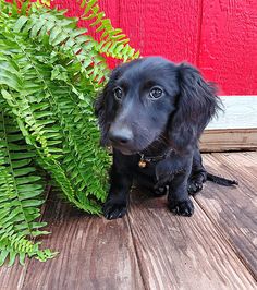 a small black dog sitting next to a green plant