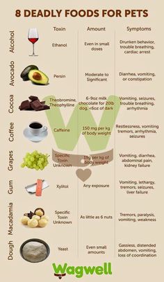 an info sheet with different types of food