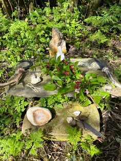 there is a garden with rocks and plants on the ground in the grass near trees