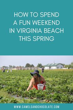 a woman picking strawberries with the words how to spend a fun weekend in virginia beach this