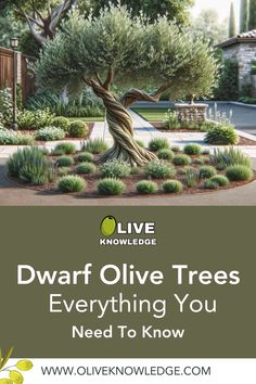 Eager to add a touch of Mediterranean charm to your space? Explore our comprehensive guide on Dwarf Olive Trees. Discover essential tips on varieties, growth, and care for these enchanting, space-friendly trees. Perfect for indoor and outdoor settings, these miniature olive trees bring beauty and a sense of nature to any home. From selecting the right type to mastering care techniques, our guide ensures your little olive trees thrive. Ready to transform your home with these delightful miniatures? Dive into our article now! Garden With Olive Trees, Olive Tree Garden Ideas, Landscaping With Olive Trees, Olive Tree Landscape, Evergreen Trees Landscaping, Foundation Shrubs, Olive Tree Care, Indoor Olive Tree