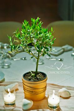 a small potted plant sitting on top of a table next to some rocks and candles