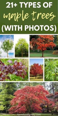 different types of maple trees with photos