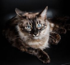 a cat with blue eyes sitting on top of a black chair and looking at the camera